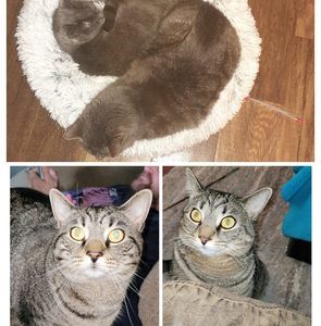 Meet your Posher, Crystal